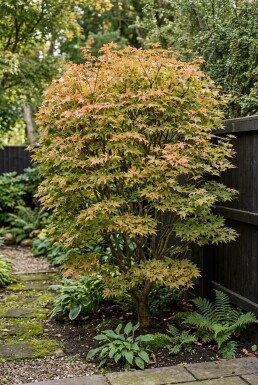 Acer palmatum 'Summer Sunset' Buske