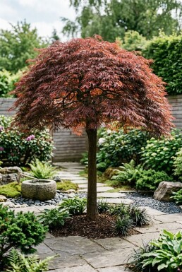 Acer palmatum 'Tamukeyama' halvstam 90 cm stamhöjd C10