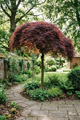 Acer palmatum 'Tamukeyama' halvstam 90 cm stamhöjd C10