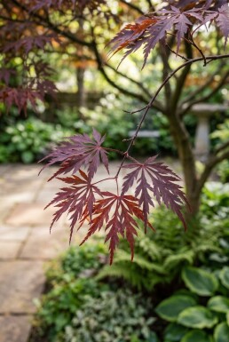 Acer palmatum 'Tamukeyama' halvstam 90 cm stamhöjd C10