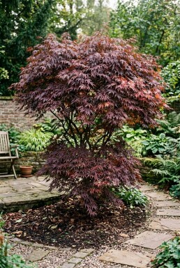 Acer palmatum 'Tamukeyama' Buske