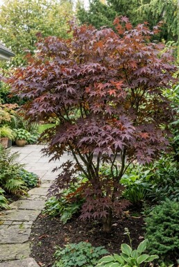Acer palmatum 'Tamukeyama' Buske