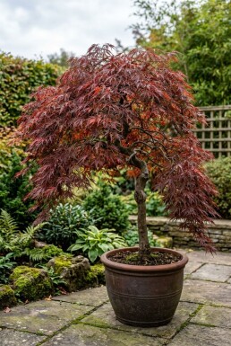 Acer palmatum 'Tamukeyama' stamträd