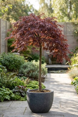 Acer palmatum 'Tamukeyama' stamträd