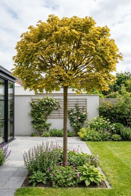 Acer platanoides 'Golden Globe' halvstam stamhöjd 110 cm C10