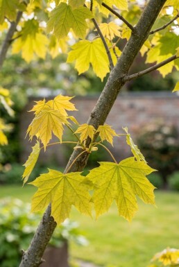 Acer platanoides 'Golden Globe' halvstam stamhöjd 110 cm C10