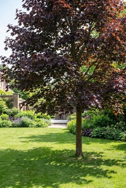 Acer platanoides 'Royal Red' Halvstam 110 cm C10