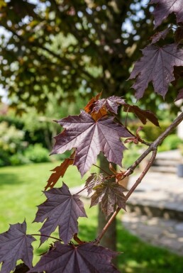Acer platanoides 'Royal Red' Halvstam 110 cm C10