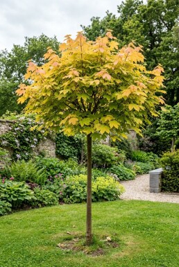 Acer pseudoplatanus 'Brilliantissimum' halvstam 150 cm C10