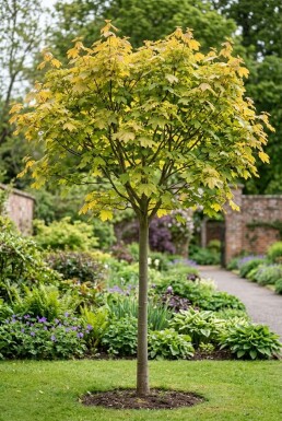 Acer pseudoplatanus 'Brilliantissimum' halvstam 150 cm C10