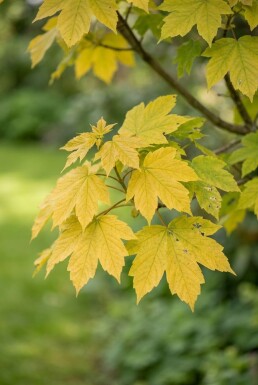 Acer pseudoplatanus 'Brilliantissimum' halvstam 150 cm C10