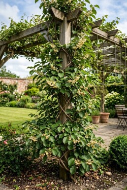Actinidia arguta 'Ananasnaya' Uppstammad