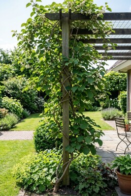 Actinidia arguta 'Ananasnaya' Uppstammad