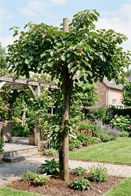 Actinidia arguta 'Fresh Jumbo' på stödpinne