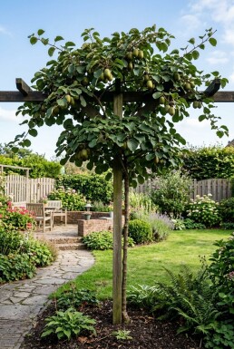 Actinidia arguta 'Fresh Jumbo' på stödpinne