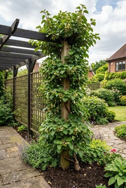 Actinidia arguta 'Geneva' Uppbunden
