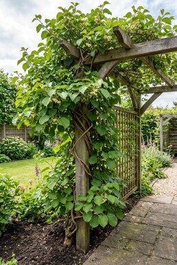 Actinidia arguta 'Geneva' Uppbunden