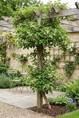 Actinidia arguta 'Issai' Pinne