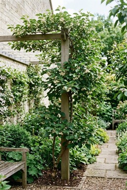 Actinidia arguta 'Issai' Pinne