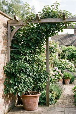 Actinidia arguta 'Issai' Stöd