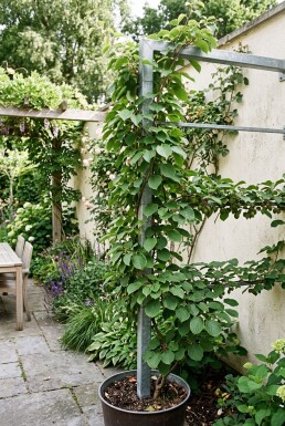 Actinidia arguta 'Issai' Stöd