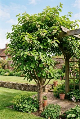 Actinidia arguta 'Jumbo' Stok