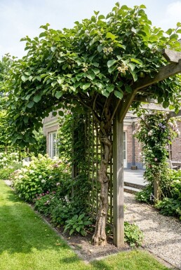 Actinidia arguta 'Jumbo' Stok
