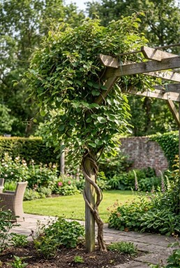 Actinidia arguta 'Weiki' med stöd