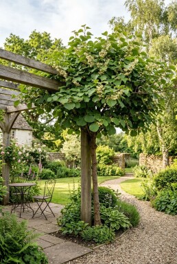 Actinidia chinensis 'Atlas' klätterväxt på pinne