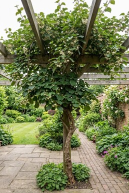 Actinidia chinensis 'Atlas' klätterväxt på pinne