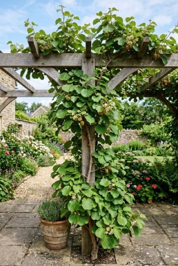 Actinidia chinensis 'Golden Kiwi' uppstammad