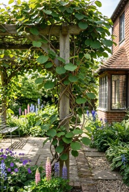 Actinidia chinensis 'Golden Kiwi' uppstammad