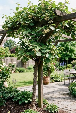 Actinidia chinensis 'Hayward' Stam