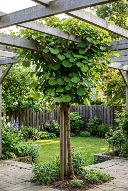 Actinidia chinensis 'Hayward' Stam