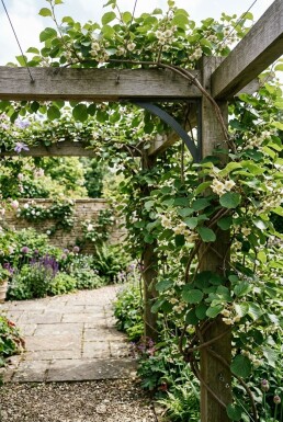 Actinidia chinensis 'Huwelijk' Draagbeugel