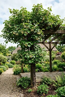Actinidia chinensis 'Jenny' Stam