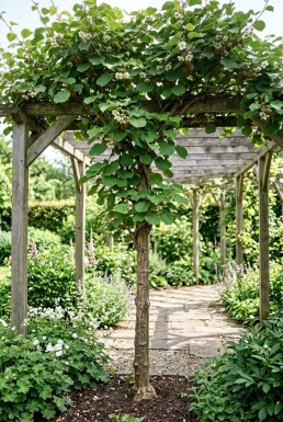 Actinidia chinensis 'Jenny' Stam