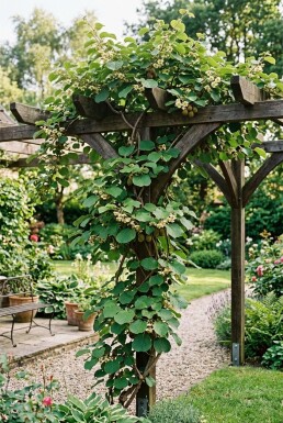 Actinidia chinensis 'Jenny' Bärbygel