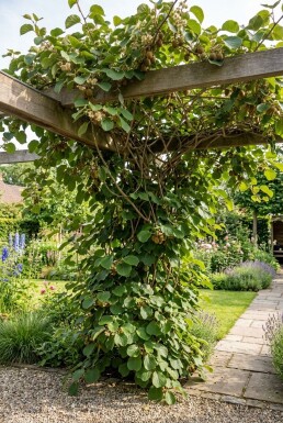 Actinidia chinensis 'Jenny' Bärbygel