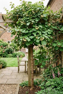 Actinidia deliciosa 'Boskoop' Pinne