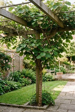 Actinidia deliciosa 'Boskoop' Pinne