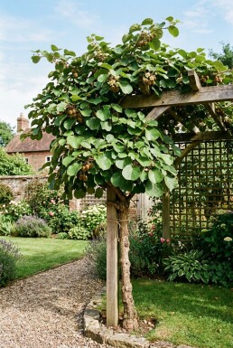 Actinidia deliciosa 'Hayward' Stok
