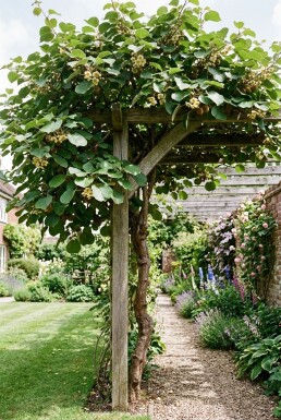 Actinidia deliciosa 'Hayward' Stok