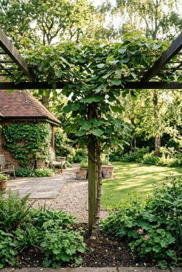 Actinidia deliciosa 'Jenny' uppbunden