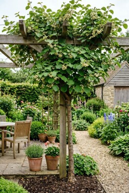 Actinidia deliciosa 'Minki Male'® Pinne