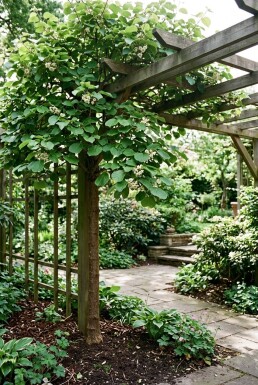 Actinidia deliciosa 'Minki Male'® Pinne