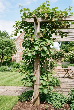 Actinidia deliciosa Solissimo® Stok