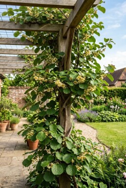 Actinidia deliciosa Solissimo® Stok
