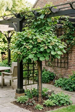 Actinidia deliciosa 'Solo' Stam