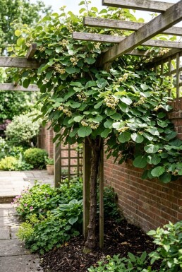 Actinidia deliciosa 'Solo' Stam
